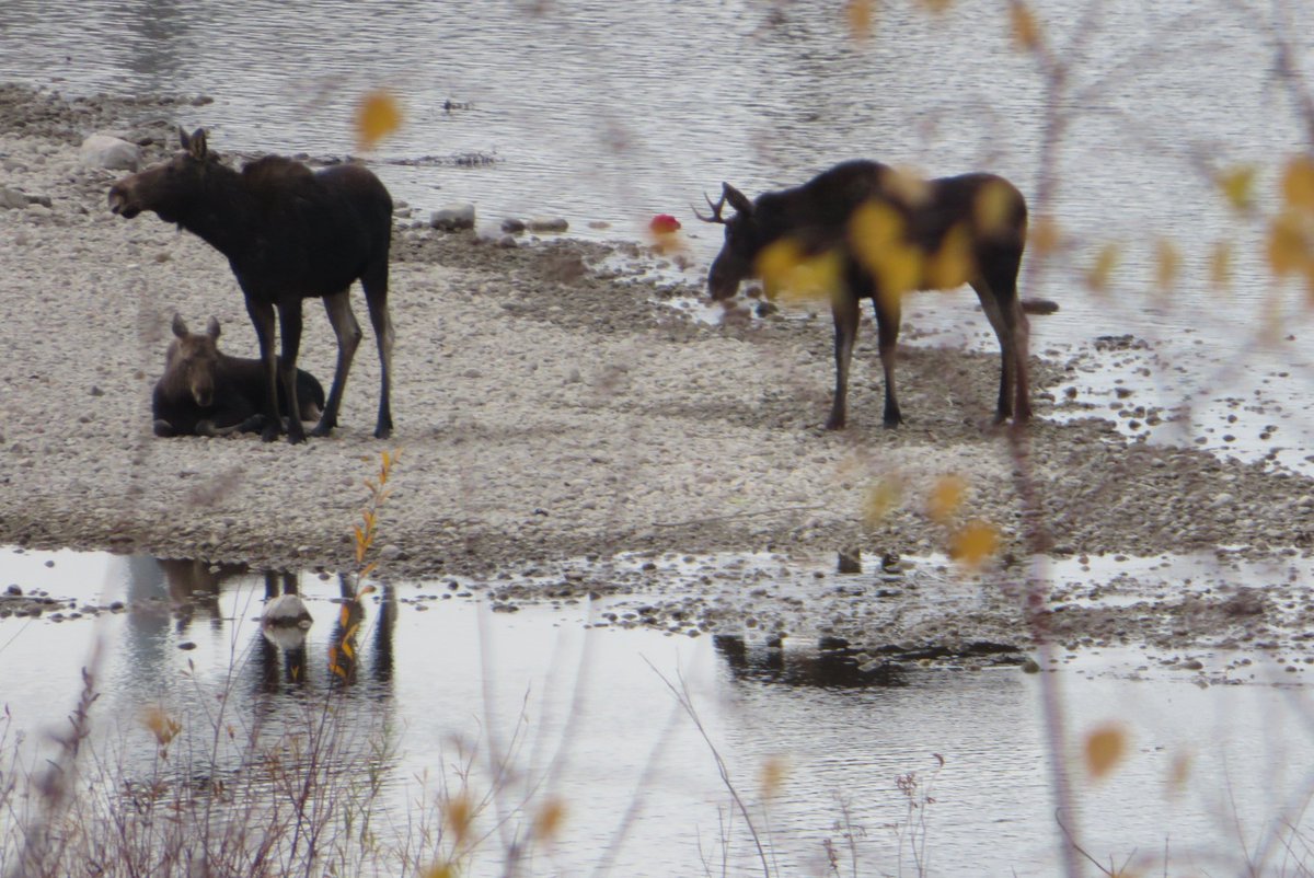 hapandcarol's tweet photo. #HAPPINESS is seeing 3 moose wandering in the Red Deer River in Red Deer before heading for land to rest. #Moose #RedDeer #riverwalking https://t.co/dIAvthEKop