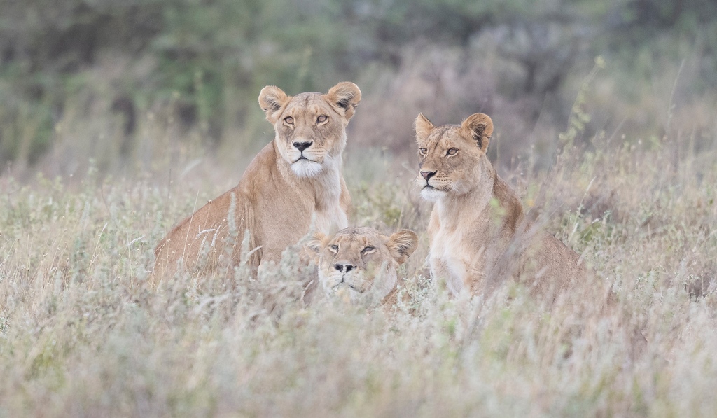 Lionesses on a mission! These fierce ladies are all eyes on their potential meal. Nature's true queens of the savannah, always ready to pounce, even during nap time. 🦁❤️🌿 #WildEncounters #SafariLife #tanzania #lion