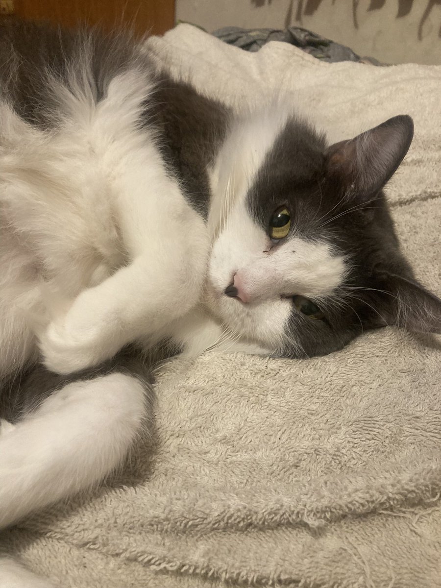 Fluffner & Jax Teller 🐾🐾 (@msfluffner) on Twitter photo 