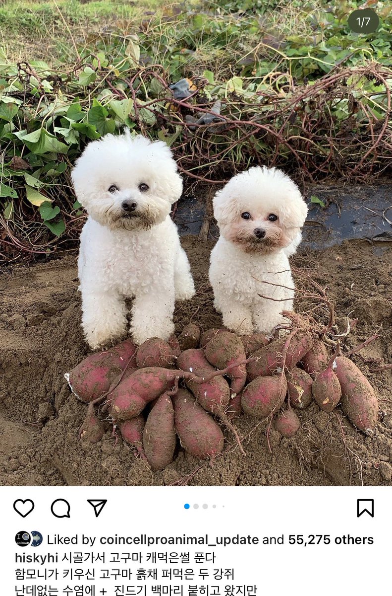 Can we be serious for one second… I know y’all two did not find all those fucking tubers
