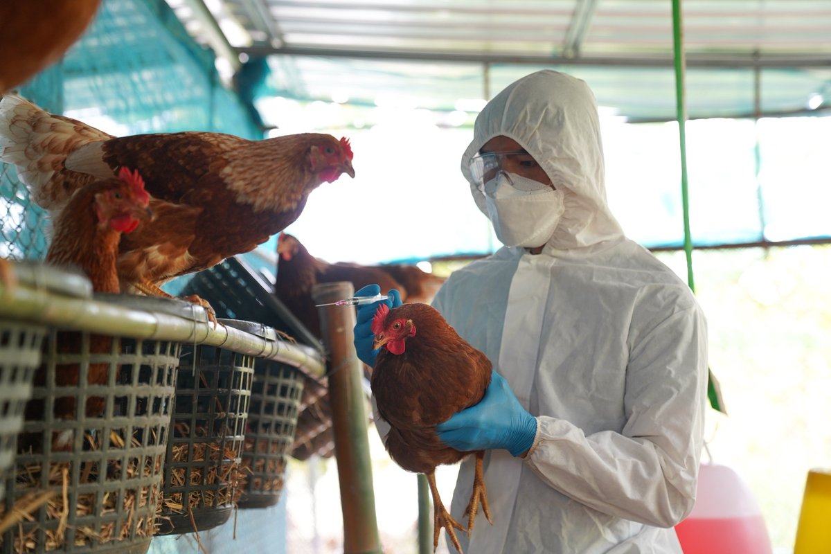 NewsMedical's tweet image. Global surge of highly pathogenic avian influenza H5N1 news-medical.net/news/20231022/… #AvianFlu #VirusEvolution #Epidemiology #EcologicalShifts #Genomic #Outbreak #Panzootic #H5N1 #WildlifeImpact @Nature