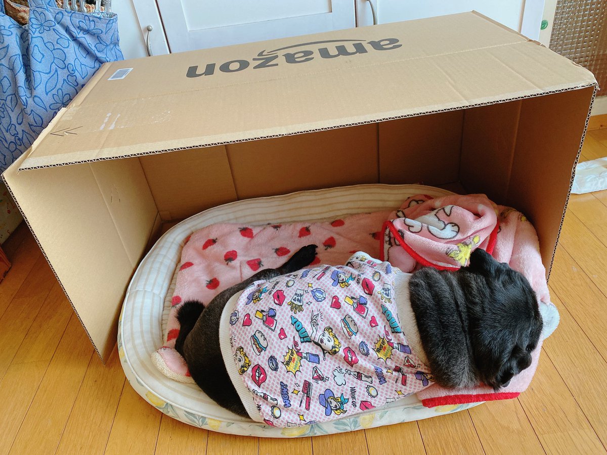 dot_apple's tweet photo. 今朝もAmazonハウスで爆睡
爆睡しすぎて、お布団から転げてきそう https://t.co/MIKfrEFnL4
