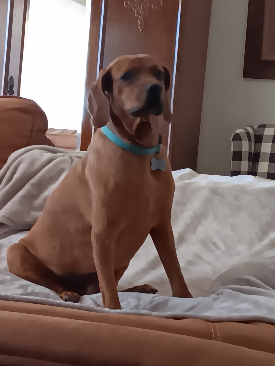 Real_Lil_Mango's tweet photo. I, The Bug, hope everyone had a good Sunday!

#dogs #SundayScaries #SundayFunday #Sunday https://t.co/QvxhCBitoF
