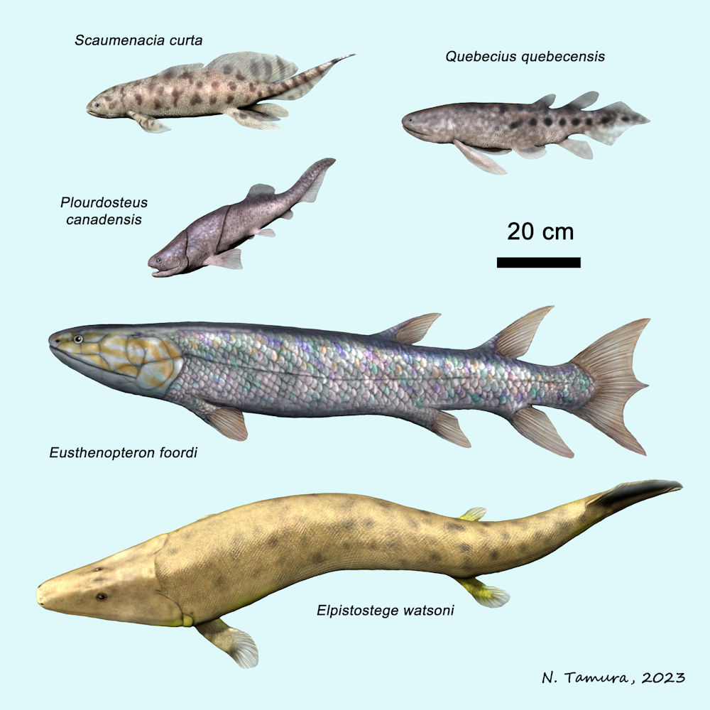 Devonian Fish Series #21: Escuminac Formation (Early Frasnian), Quebec, Canada, part II: Scaumenacia (Dipnoi), Quebecius (Porolepiformes), Plourdosteus (Placodermi), Eusthenopteron, Elpistostege (Tetrapodomorpha)