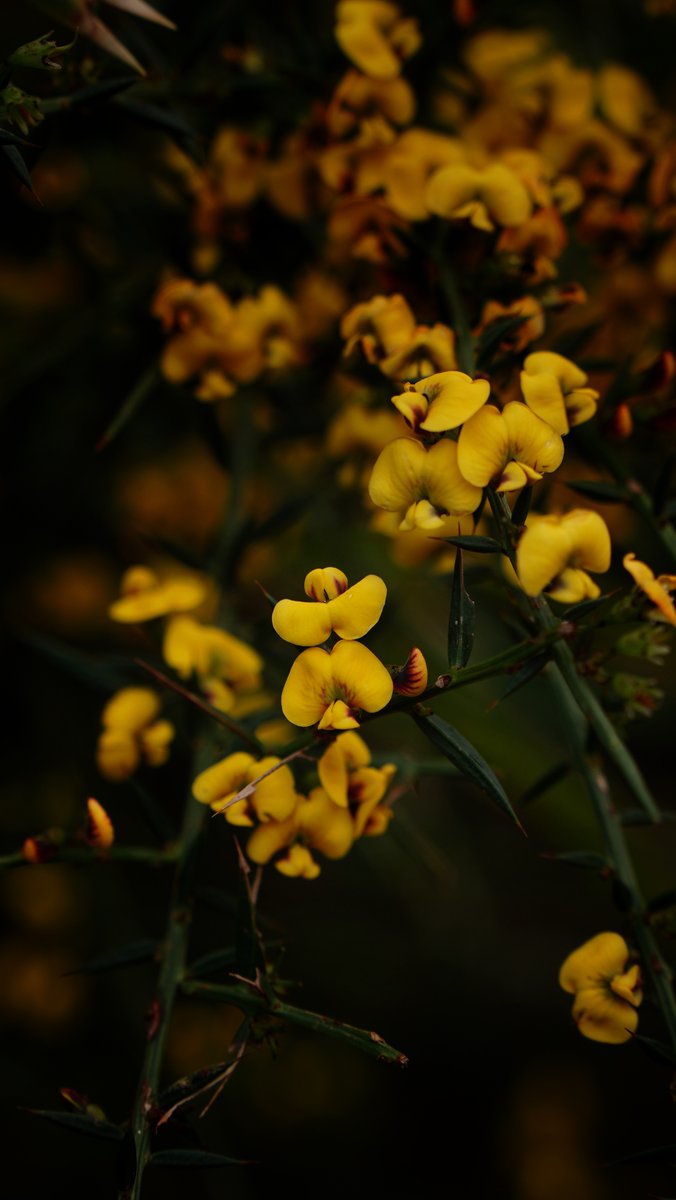 Tas_Land's tweet photo. Our Business Team, who day after day keep TLC running so smoothly, visited one of our newest reserves, #SlopingMain Reserve. It was a wet and cold #spring day, so snorkeling was off the cards, but the spring flowers and a few birdie friends were spotted on their walk. https://t.co/W0T98eh7zW