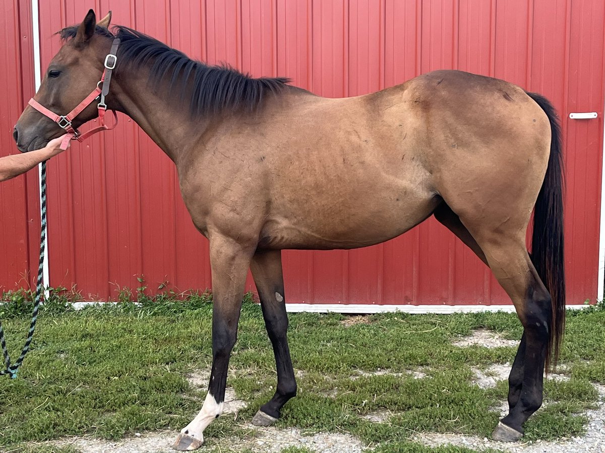 bigsixstables's tweet photo. After spending the summer on the farm to physically mature some more, our 2YO Oxceptional is back with @VanceChilders to restart training. And with the retirement of Longliverocknroll, we’re excited to get her going again https://t.co/YWip6iZUub