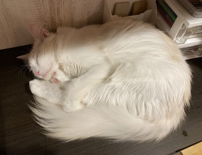 猫ちゃんを献上します

イーさん、BANの件これで何卒おにゃしゃす…! 