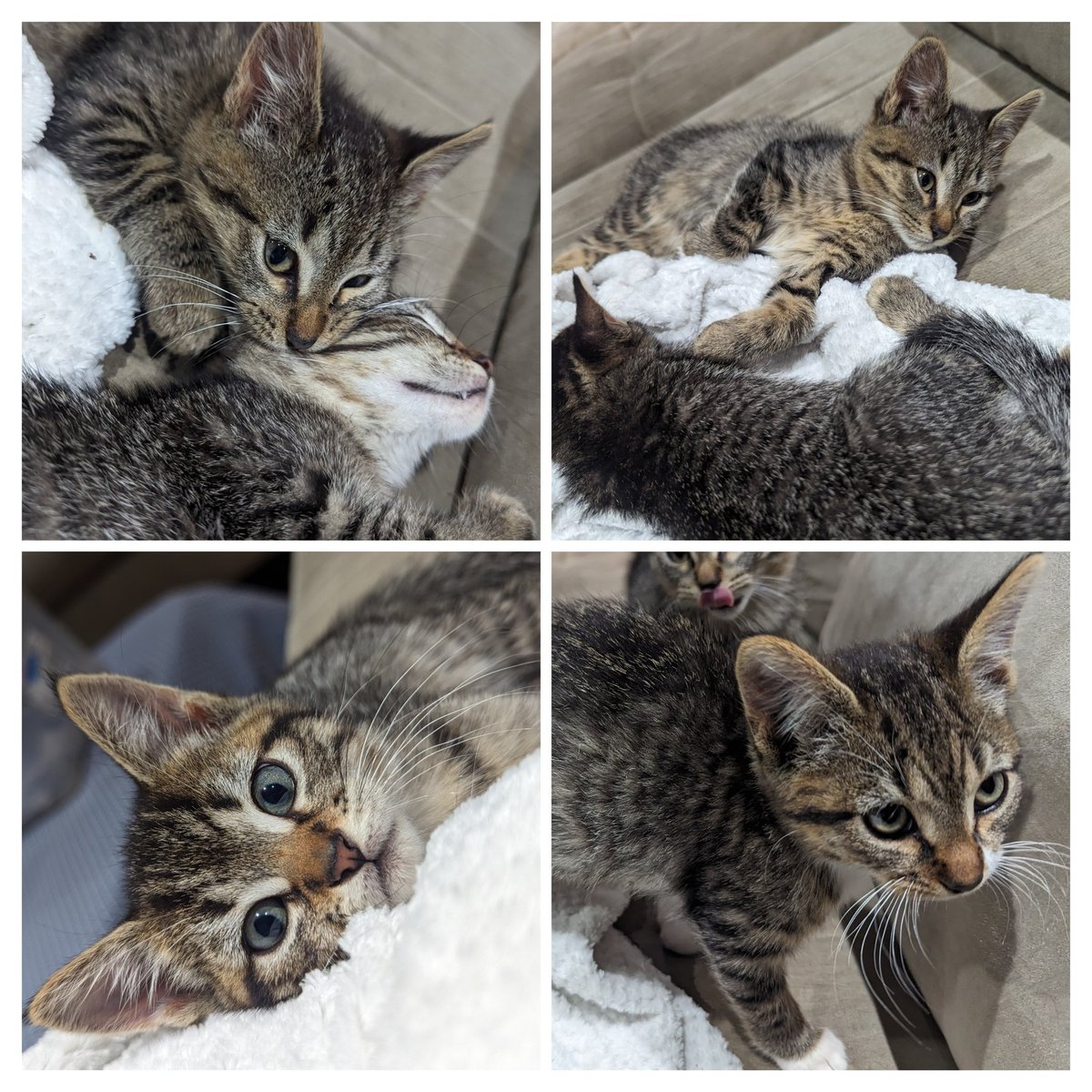 Four tiny tabbies arrived today as our next set of #fosterkittens. They are sweet as can be and hard to tell apart. We have 2 girls and 2 boys. Approximately 6 weeks old. #CatsofTwittter #tabbycats #rescuekittens #FTLOF