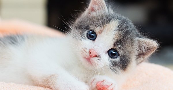 ネコチャンカワイイですね!
アカウント保護のための画像です。 