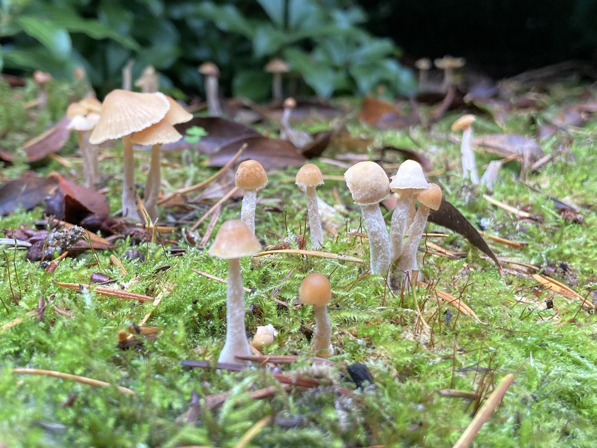 🌧🍂🍄