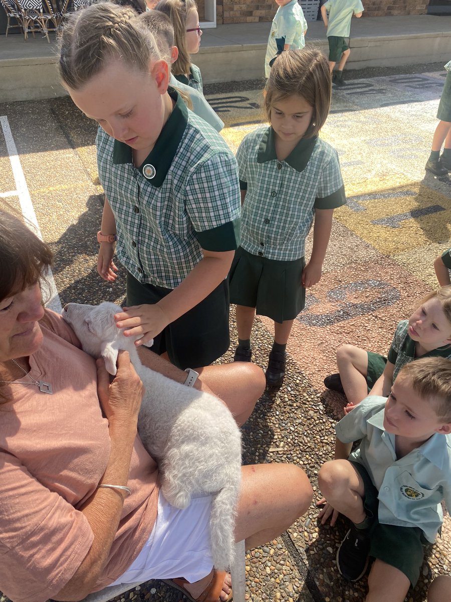yr1derful's tweet photo. Making sheep friends 🐑 https://t.co/sc6hTyfZZK