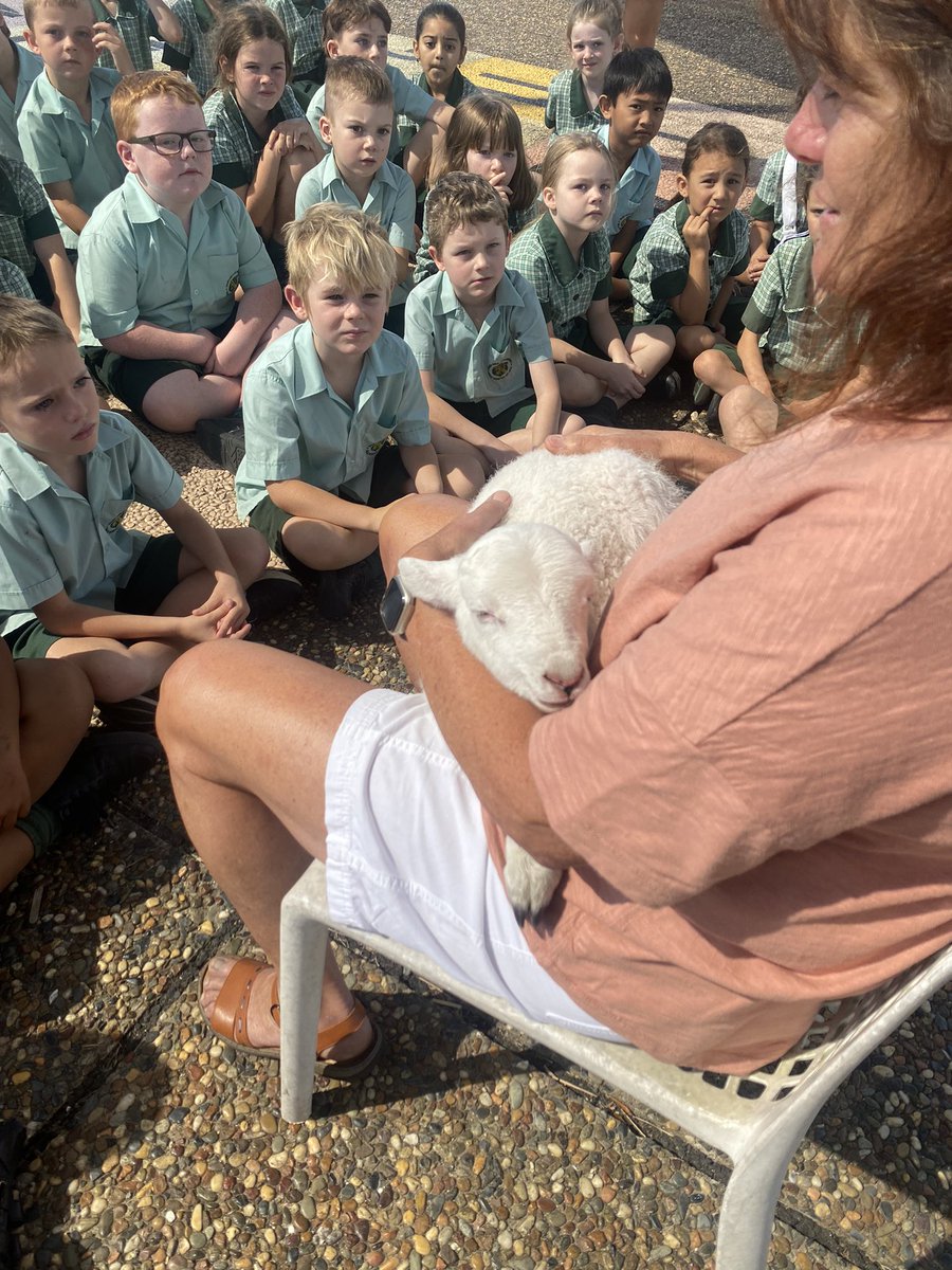 yr1derful's tweet photo. Making sheep friends 🐑 https://t.co/sc6hTyfZZK