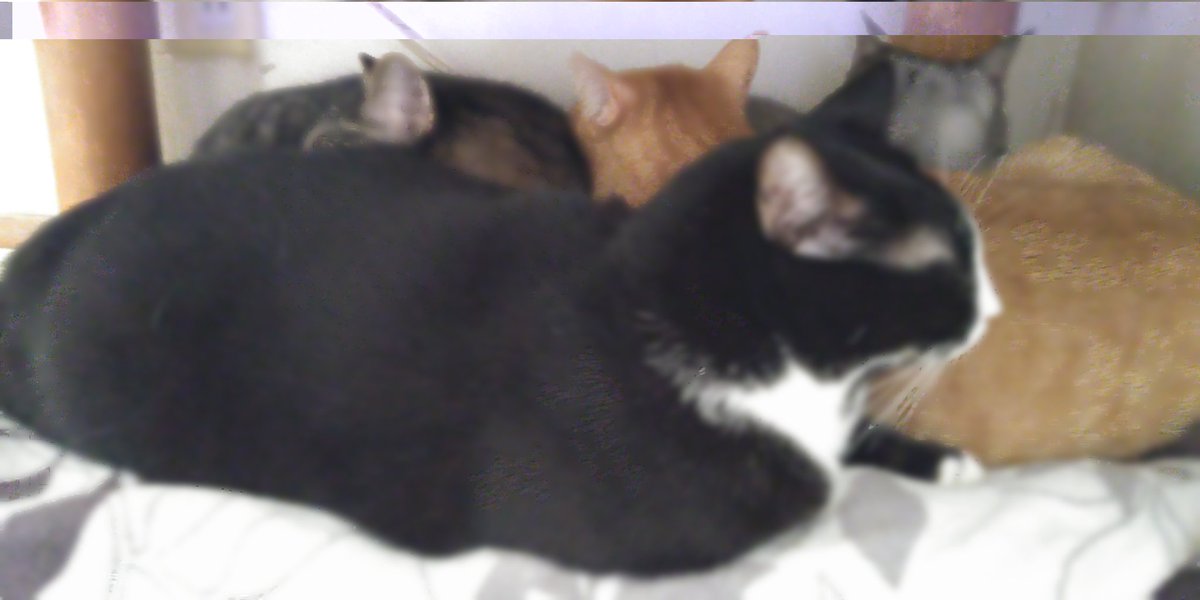 皆様🤭おはようございます。
まだ眠いと団子猫🐱もおります。
本日も宜しくお願い致します。
今日は、休みだから沢山🐈️達と遊びます。