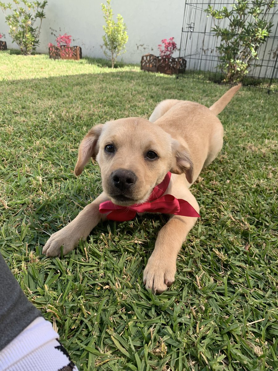 HELA_MORE's tweet photo. Amigos estos dos cachorros rescatados 
están en adopción ♥️
Se llaman Roky y Fiona,tienen 3 meses,dos de sus hermanos fallecieron 😞y los demás ya fueron adoptados,ellos siguen esperando una oportunidad.
Se encuentran en Guadalajara.
Cualquier información con @FabiolaGomz1 https://t.co/6SNfOrucxK