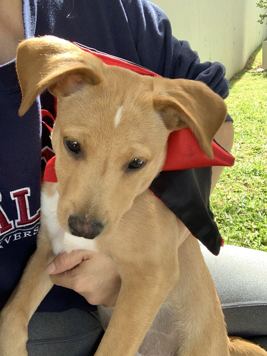 HELA_MORE's tweet photo. Amigos estos dos cachorros rescatados 
están en adopción ♥️
Se llaman Roky y Fiona,tienen 3 meses,dos de sus hermanos fallecieron 😞y los demás ya fueron adoptados,ellos siguen esperando una oportunidad.
Se encuentran en Guadalajara.
Cualquier información con @FabiolaGomz1 https://t.co/6SNfOrucxK