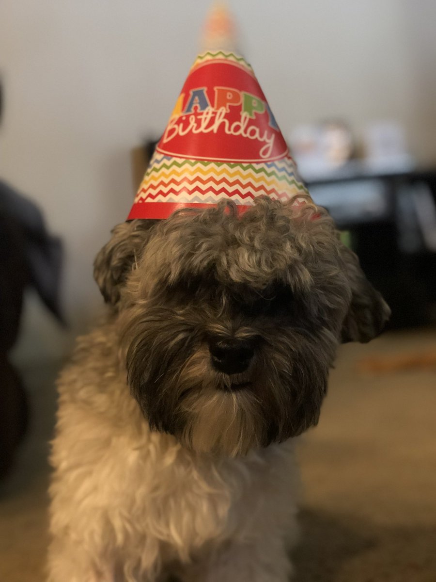 Olaf_LittleMan's tweet photo. I hope everyone has had a good weekend, including lots of tail wagging and cuddles with the humans! Here is the weekend October Countdown, for October 21st, and today October 22nd! 🤗
Throwback to my 1st Birthday! 🎉 🥰 #Weekend #October21st #October22nd #OctoberCountdown https://t.co/INVh5cR2aN