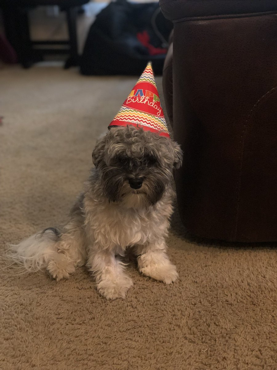 Olaf_LittleMan's tweet photo. I hope everyone has had a good weekend, including lots of tail wagging and cuddles with the humans! Here is the weekend October Countdown, for October 21st, and today October 22nd! 🤗
Throwback to my 1st Birthday! 🎉 🥰 #Weekend #October21st #October22nd #OctoberCountdown https://t.co/INVh5cR2aN