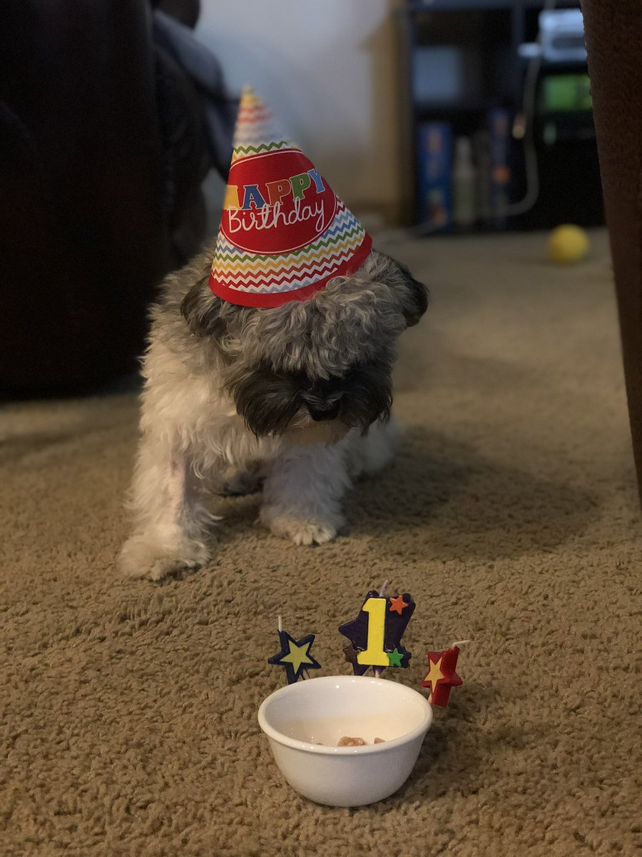Olaf_LittleMan's tweet photo. I hope everyone has had a good weekend, including lots of tail wagging and cuddles with the humans! Here is the weekend October Countdown, for October 21st, and today October 22nd! 🤗
Throwback to my 1st Birthday! 🎉 🥰 #Weekend #October21st #October22nd #OctoberCountdown https://t.co/INVh5cR2aN