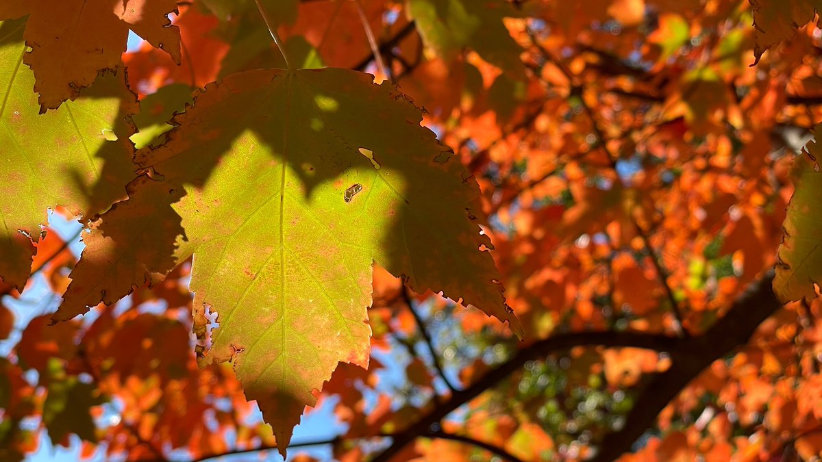 ScottDimmich's tweet photo. PHOTO OF THE DAY: Late day shadows. Taken this afternoon in Blue Ash.

#fallcolors #autumnleaves #blueash #leafshadows https://t.co/YdXtxeHTli