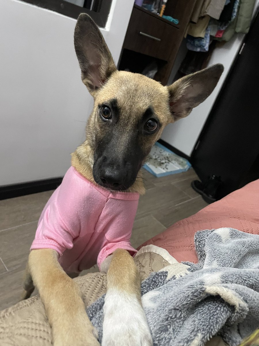 celestedleon's tweet photo. Esta criaturita está en busca de hogar, fue rescatada en condiciones críticas hace dos meses pero ya está bien. Tiene 4 meses, es muy educada y es perfecta para compañía por que es muy cariñosa 

@Proanimal_gt @PazAnimalGuate https://t.co/u7sbaCAZnb