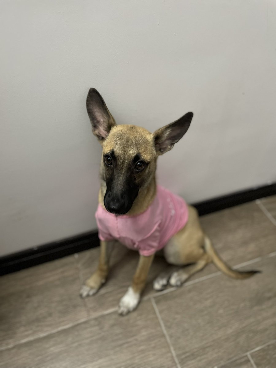celestedleon's tweet photo. Esta criaturita está en busca de hogar, fue rescatada en condiciones críticas hace dos meses pero ya está bien. Tiene 4 meses, es muy educada y es perfecta para compañía por que es muy cariñosa 

@Proanimal_gt @PazAnimalGuate https://t.co/u7sbaCAZnb