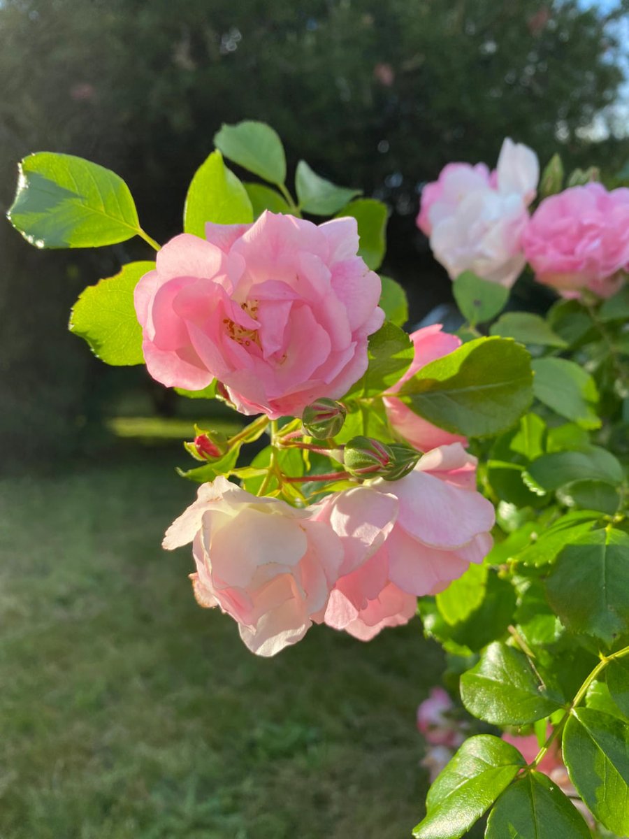 It's a joy to see lovely flowers with the beautiful sunshine on a beautiful morning😊