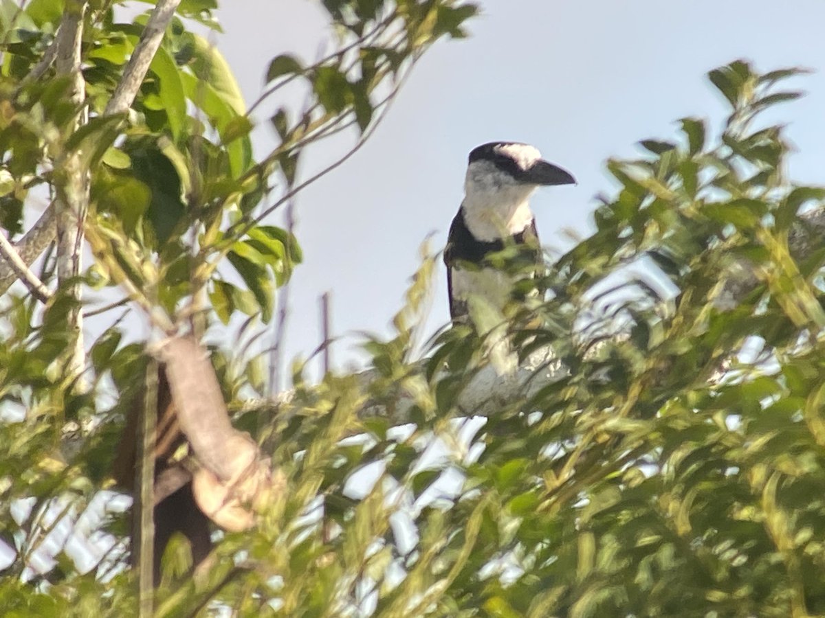 Rutlandbirds's tweet photo. Great birding in Panama !! https://t.co/7k0RE21C99