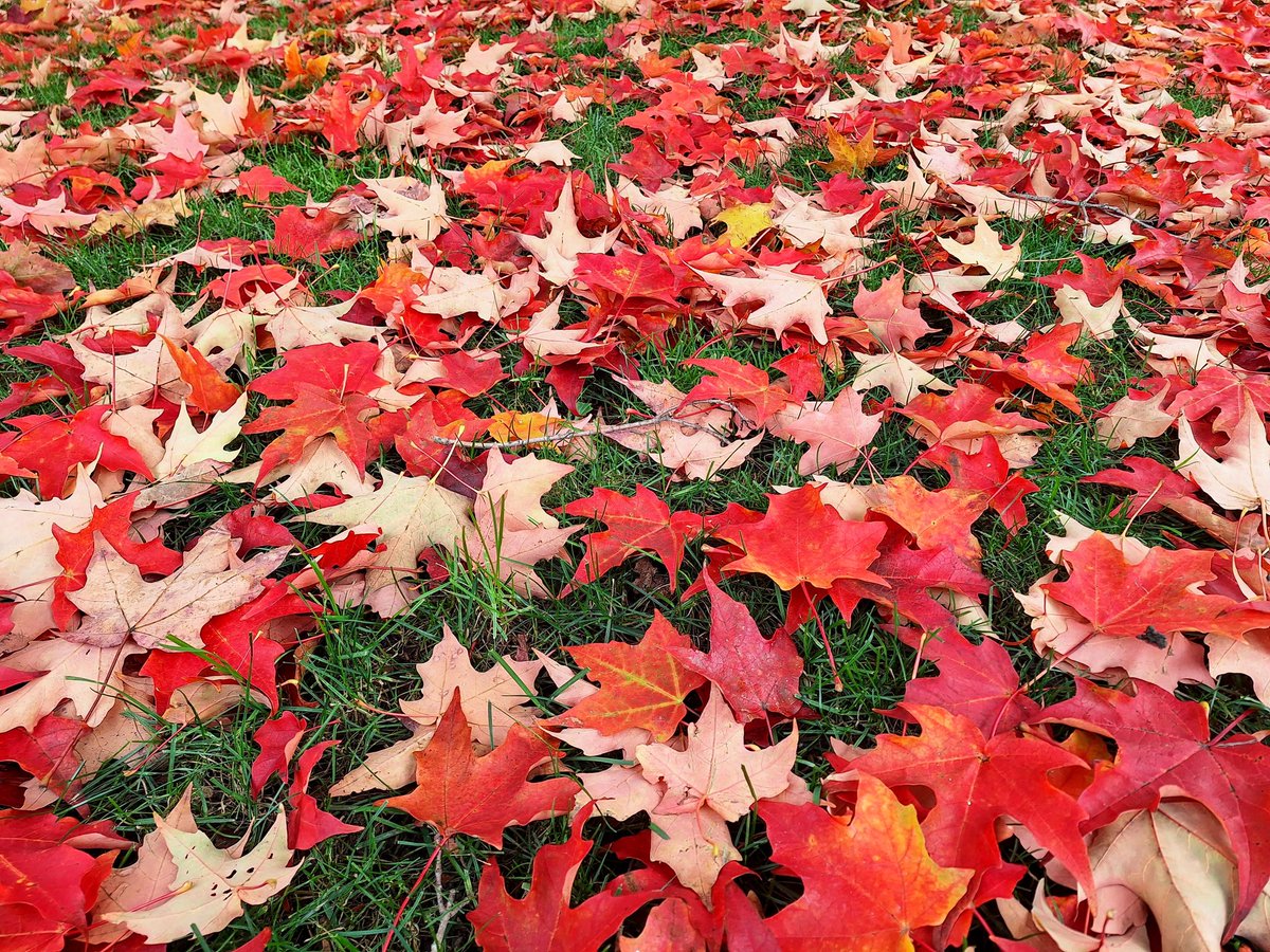 晚秋 • Autumn 🍂 #写真 #photography #nature #samsunggalaxyA54