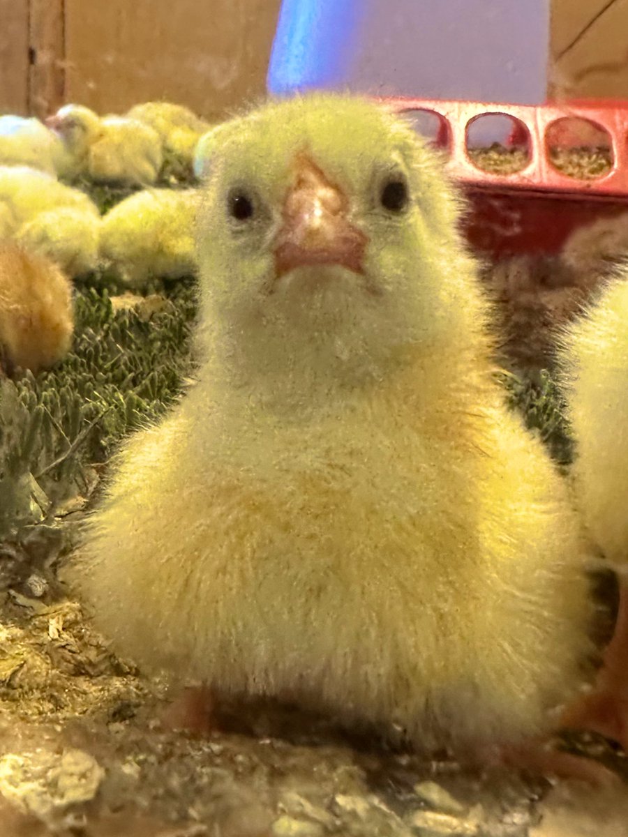 bugkween_'s tweet image. the fair was pretty cool, I ate a lot of delicious garbage food