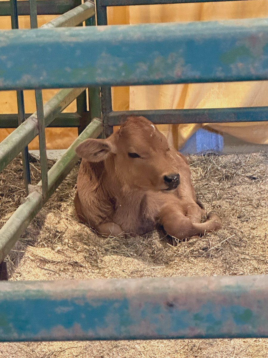 bugkween_'s tweet image. the fair was pretty cool, I ate a lot of delicious garbage food