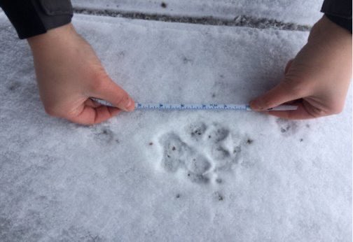 If you live or regularly visit private property or crown land between Algonquin, Killarney, Kawartha Highlands, or Queen Elizabeth II Wildlands and want to be involved with our 2023-24 Citizen Science Wolf Survey, email barbara@earthroots.org
Learn more: earthroots.org/wolves/citizen…