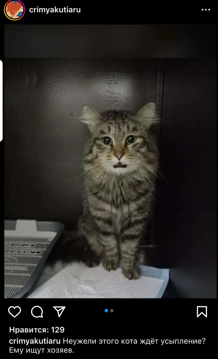 ellenhellenn's tweet image. может кто нибудь заберёт его😭😭 сурэ5им ыарыйда🥺