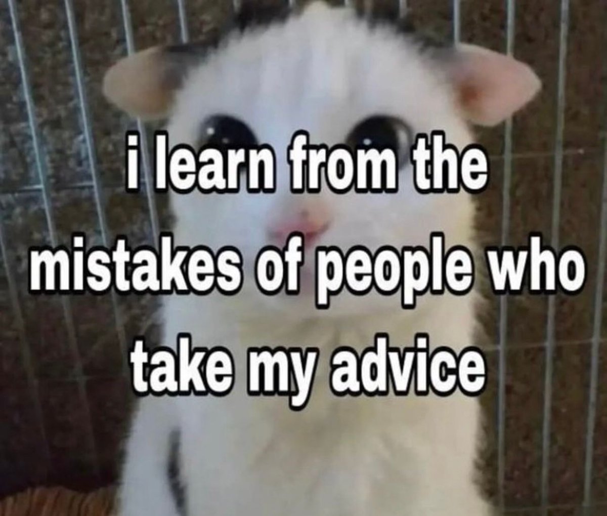 PostsOfCats's tweet photo. https://t.co/EfDciWYwdm