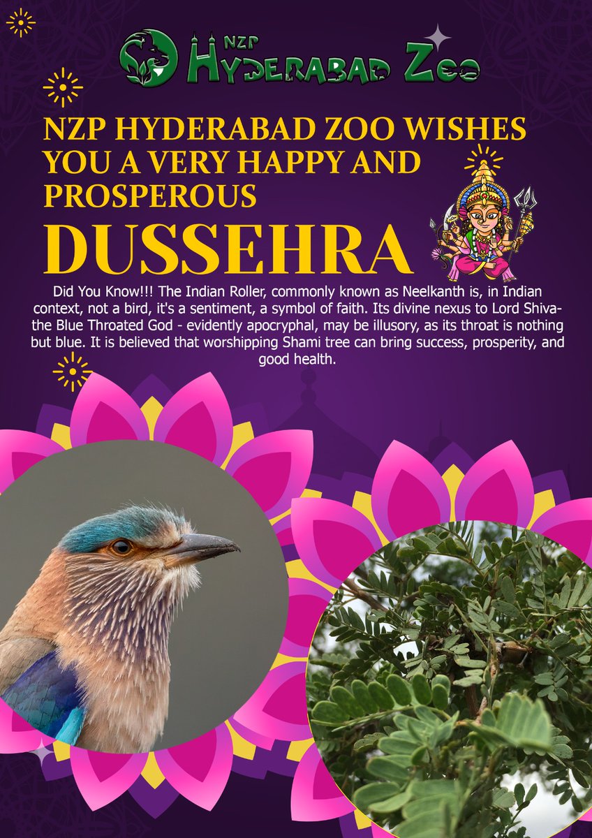 #HappyDusshera 🐅🐯🦁🐆wishes from Hyderabad zoo🦚🦜🦋🐦🦜🐻🦏🦒🦁 @HarithaHaram @dobriyalrm @pargaien @CZA_Delhi @IKReddyAllola