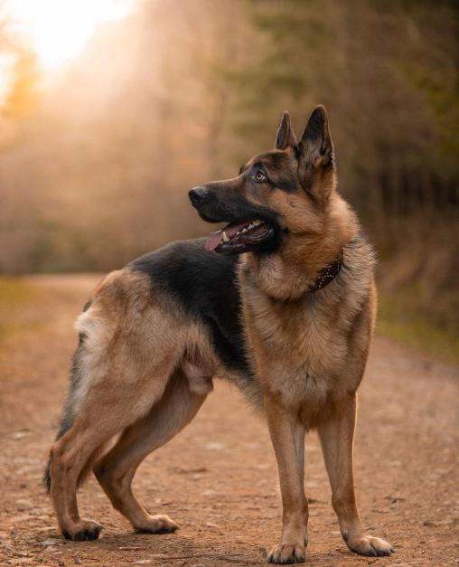 all_about_gsd's tweet photo. Autumn is such a vibe 🤩🍁
What’s your favorite season? I think this might be mine!
—————————
#germanshepherd #gsd #germanshepherdsofinstagram #gsdsofinstagram #gsdstagram #gsdsofigworld #germanshepherds #dogmomblog #dogmoms #autumn #autumnvibes #fall #dogsofinstagram https://t.co/4vuHQsiTOp