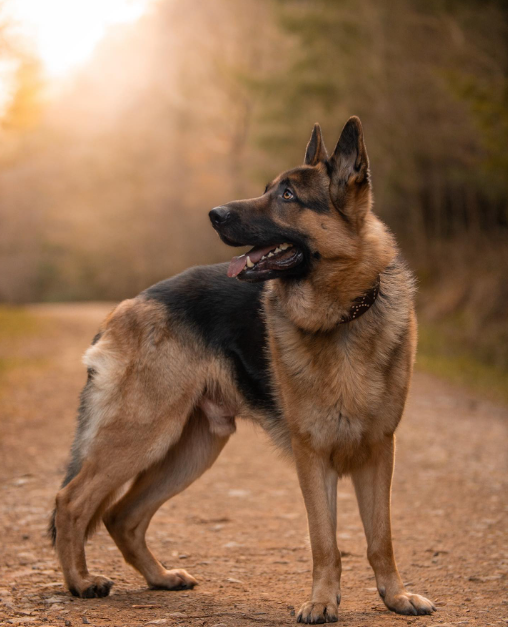 Autumn is such a vibe 🤩🍁
What’s your favorite season? I think this might be mine!
—————————
#germanshepherd #gsd #germanshepherdsofinstagram #gsdsofinstagram #gsdstagram #gsdsofigworld #germanshepherds #dogmomblog #dogmoms #autumn #autumnvibes #fall #dogsofinstagram