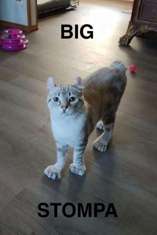 Canadian Seth Rogen (@mattbutlah) on Twitter photo 