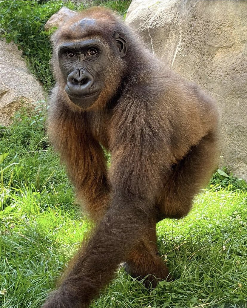 mythical creature:

⚠️ AVOID ⚠️