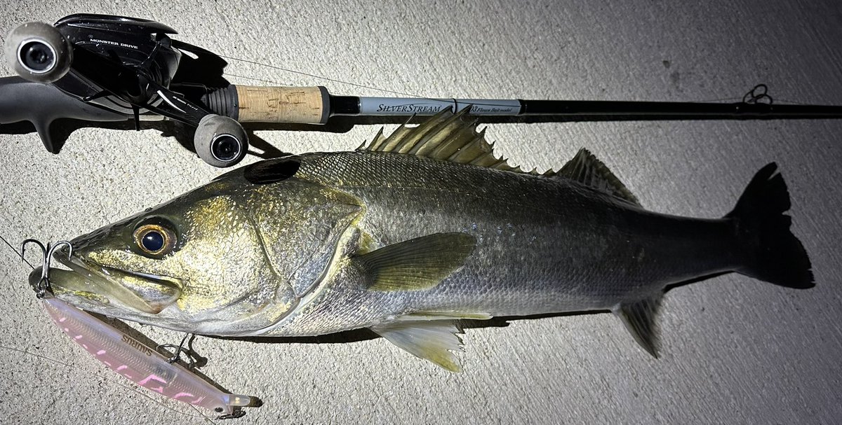 ikebo08's tweet photo. Tackle Date↓
Rod：SilverStream 103 Flows Bait model 

Reel：ANTARES DCMD 

Handle：VARIAL95 EVA KNOB J-FAT

Hook：Fangs63-UA

Shop：@seacret20170423

#Seacret #seacret #シークレット
#RippleFisher #RSTSUPPLY #NativeWorks
#DRT #KLASH #BKK https://t.co/TgNzdADCNi