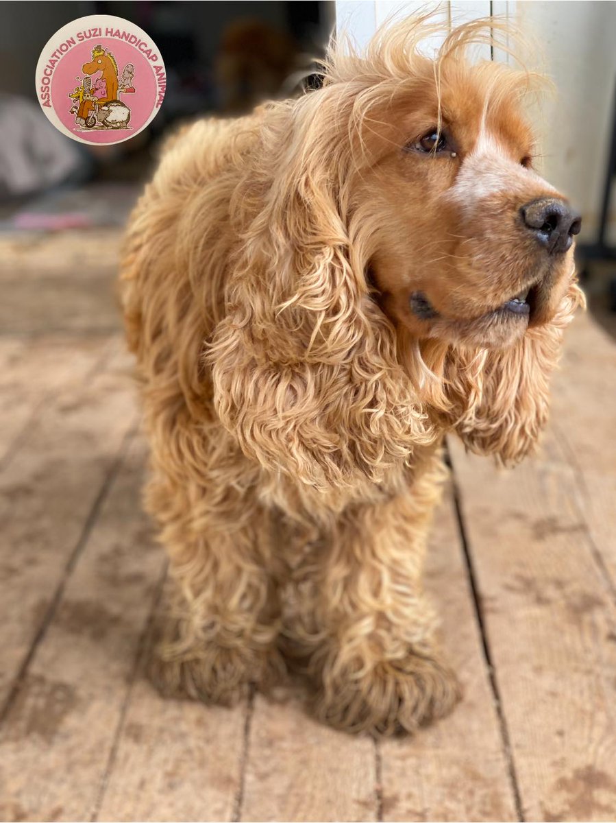 suzihandicapani's tweet image. Dans le vent..MISTRAL🤭vous souhaite une excellente semaine remplie de bonheur..et n&apos;oubliez pas que..&quot;Le bonheur n&apos;est pas un but à atteindre,mais un mode de vie à adopter&quot;..MISTRAL ou TOLSTOÏ??🤔
#chiens #handicap #soins #refuge #Soutien #pensée @ChapiEtChapo @SavoirAnimal07