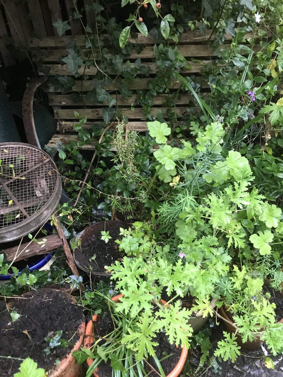helen21206699's tweet photo. Good morning from my little #cottage #garden an old #metal #seive an old #seat #scented #geraniums https://t.co/EP7qRpV5f9