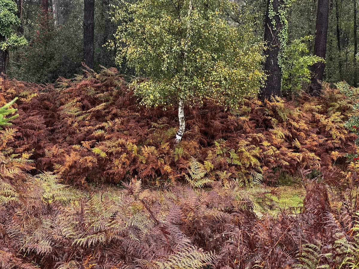 New Forest in the rain, phone snap 
#newforest