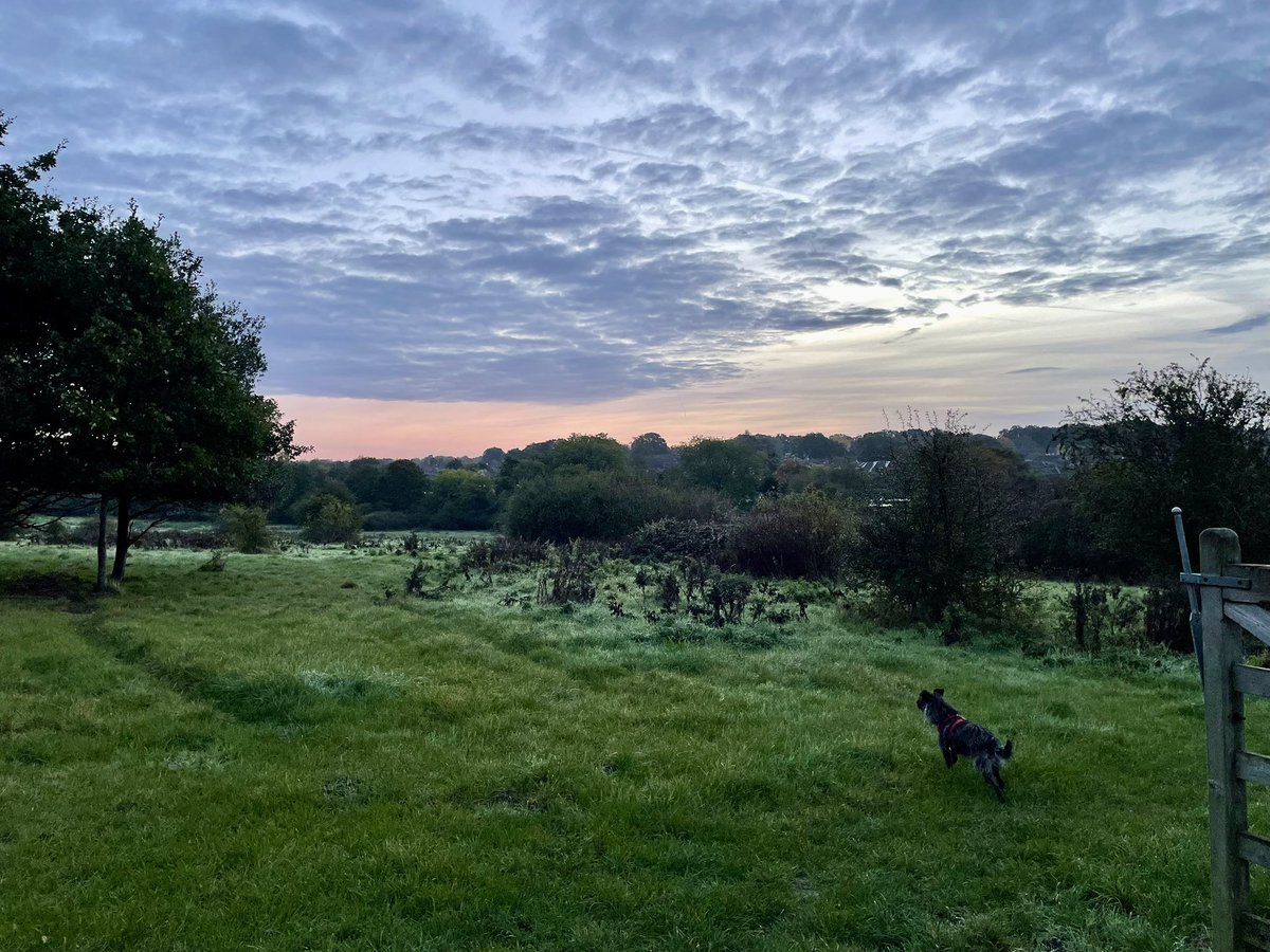 Good morning all. A nice start to the day here in Bracknell #GarthMeadows 💚🌳🐾