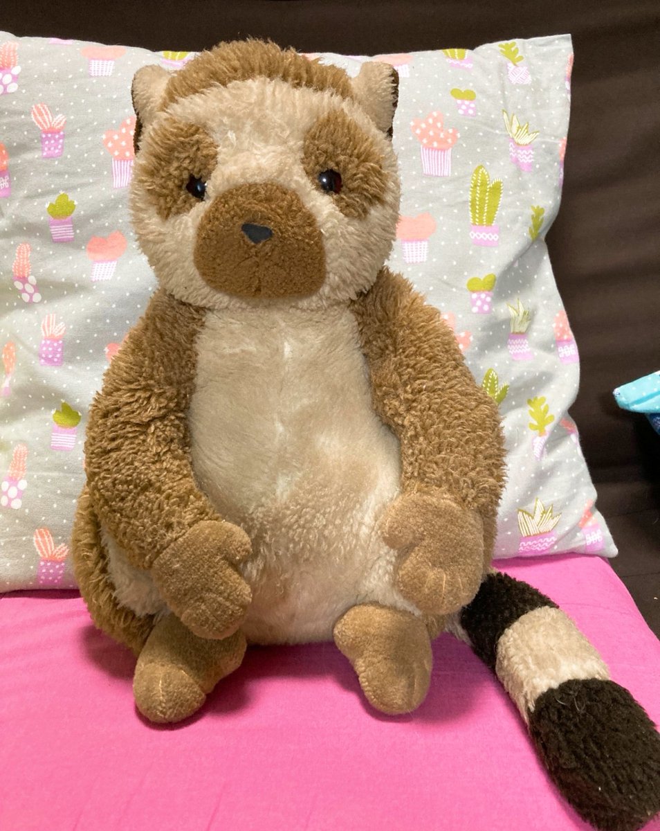 TimelyBase's tweet photo. 我が家に30年いるワオくん　#ワオキツネザル　#ぬいぐるみ https://t.co/bHCtKWhsly