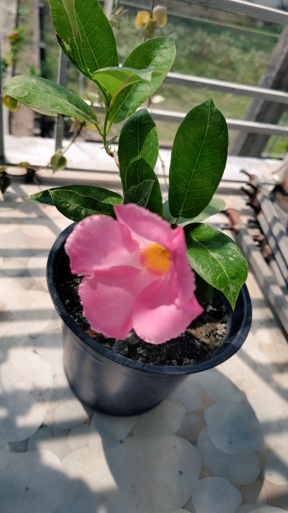 শুভ মহা নবমীর আন্তরিক শুভেচ্ছা।