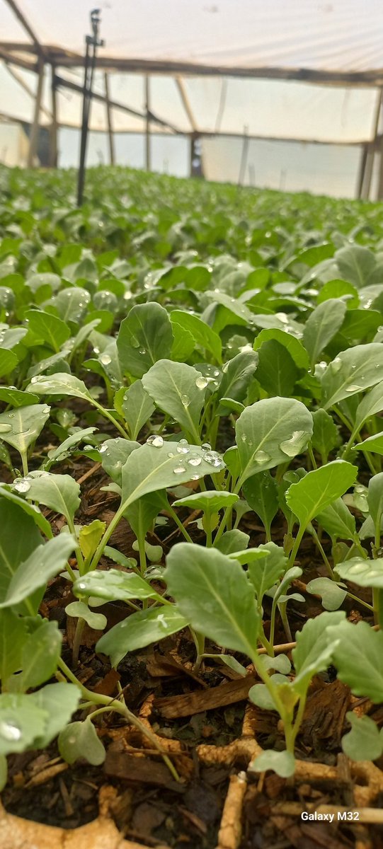 “Plants are not choked by the weeds but by the negligence of the farmer.” – Chinese Proverb.

Be vigilant Farmers.
Happy Monday.

#farming
#rimasomething
#greenhopeseedlings
#seedingyoursuccess