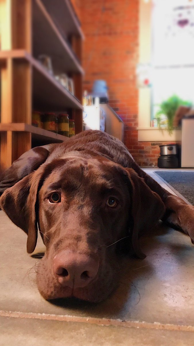 100% admit that chocolate lab is ours, and his name is Homeboy.  Hope you loved the beer!