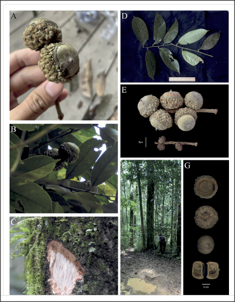 Alliance for Conservation Tree Genomics tweet media