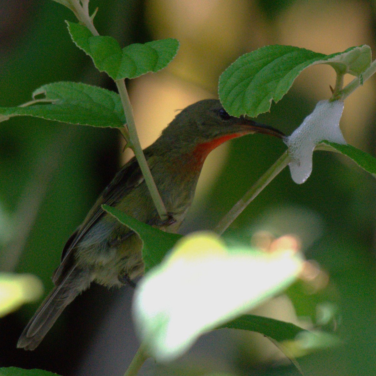 Spittlebugs nymphs produced foam blobs on plants to hide. Here Juvenile Crimson Sunbird is feeding on them. Assam #IndiAves #TwitterNatureCommunity #NaturePhotography #birding #Assam