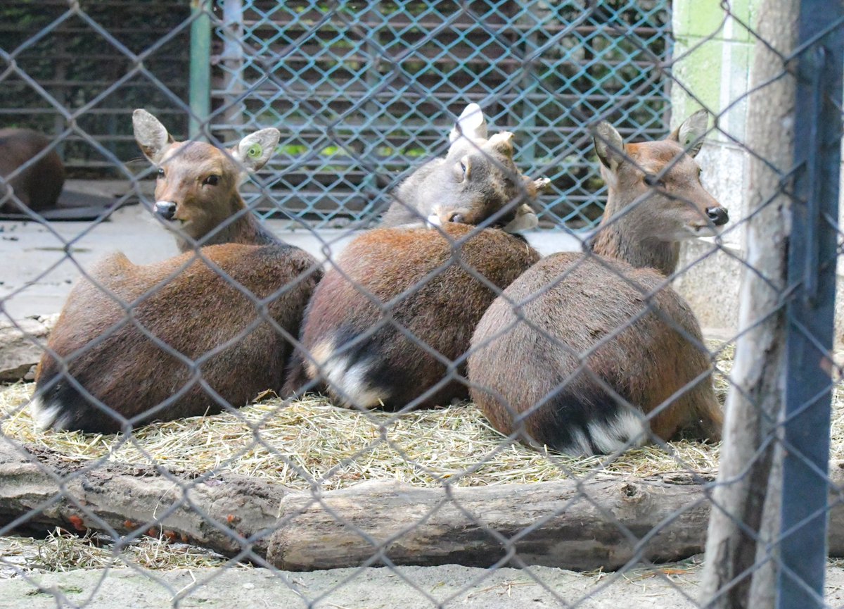 三連ケツようび #小諸市動物園 #ヤクシカ